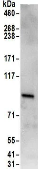 Immunoprecipitation - Anti-RAVER1 antibody (AB157131)
