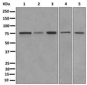 Western blot - Anti-RAVER2 antibody [EPR12601] - BSA and Azide free (AB249817)
