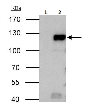 Immunoprecipitation - Anti-Rb antibody (AB226979), expandable thumbnail