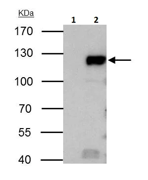 Immunoprecipitation - Anti-Rb antibody (AB226979)