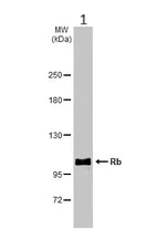 Western blot - Anti-Rb antibody (AB226979)