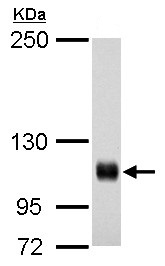 Western blot - Anti-Rb antibody (AB226979), expandable thumbnail