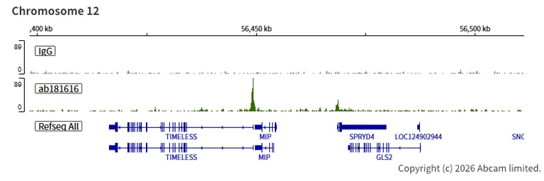 ChIC/CUT&RUN sequencing - Anti-Rb antibody [EPR17512] (AB181616)