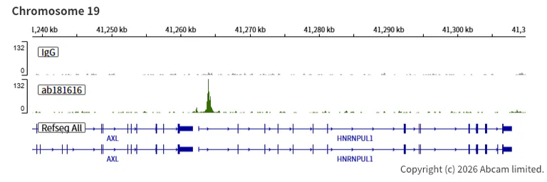 ChIC/CUT&RUN sequencing - Anti-Rb antibody [EPR17512] (AB181616)