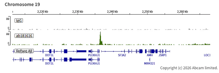 ChIC/CUT&RUN sequencing - Anti-Rb antibody [EPR17512] (AB181616)