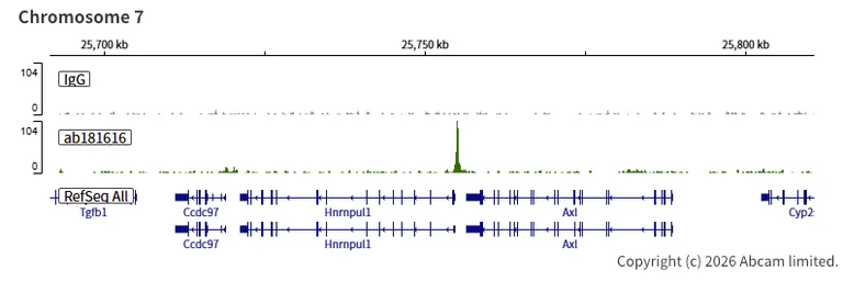 ChIC/CUT&RUN sequencing - Anti-Rb antibody [EPR17512] (AB181616)