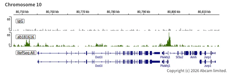 ChIC/CUT&RUN sequencing - Anti-Rb antibody [EPR17512] (AB181616)