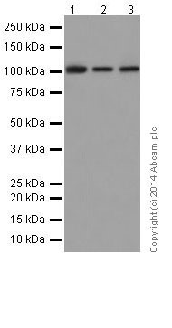 Western blot - Anti-Rb antibody [EPR17512] (ab181616), expandable thumbnail