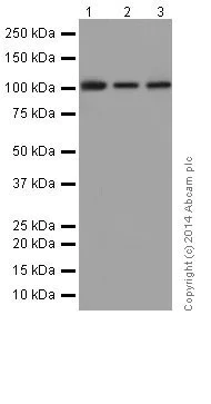 Western blot - Anti-Rb antibody [EPR17512] (AB181616)