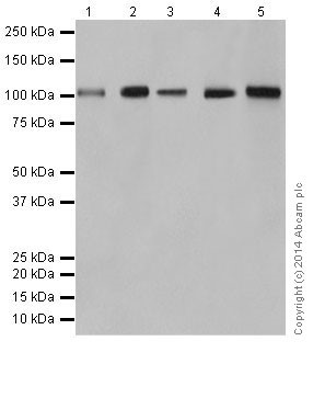 Western blot - Anti-Rb antibody [EPR17512] (ab181616), expandable thumbnail