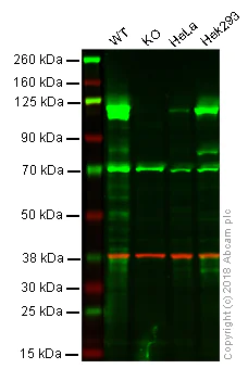 Western blot - Anti-Rb antibody [EPR17512] (AB181616)