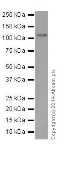 Western blot - Anti-Rb antibody [EPR17512] (AB181616)