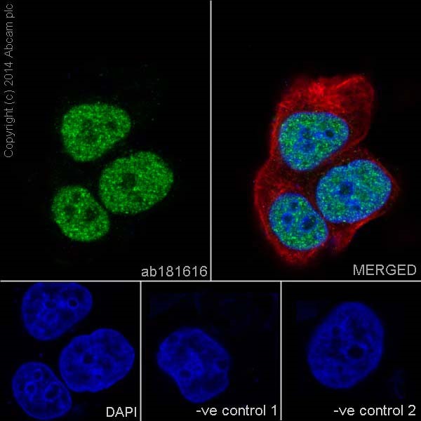 Immunocytochemistry/ Immunofluorescence - Anti-Rb antibody [EPR17512] - BSA and Azide free (AB218526), expandable thumbnail