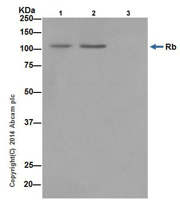 Immunoprecipitation - Anti-Rb antibody [EPR17512] - BSA and Azide free (AB218526), expandable thumbnail