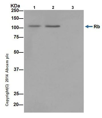 Immunoprecipitation - Anti-Rb antibody [EPR17512] - BSA and Azide free (AB218526)