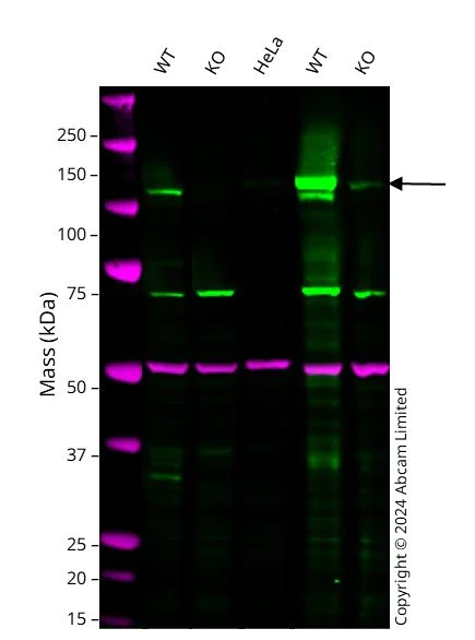 Western blot - Anti-Rb antibody [EPR17512] - BSA and Azide free (AB218526)