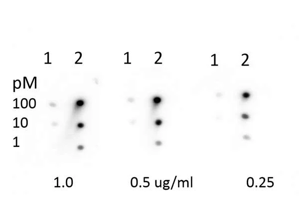 Dot Blot - Anti-Rb (methyl K860) antibody (AB263969)