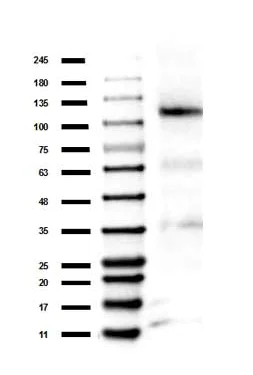 Western blot - Anti-Rb (methyl K860) antibody (AB263969)