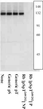 Western blot - Anti-Rb (phospho S249) antibody (AB4788)