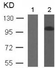 Western blot - Anti-Rb (phospho S780) antibody (AB131264), expandable thumbnail