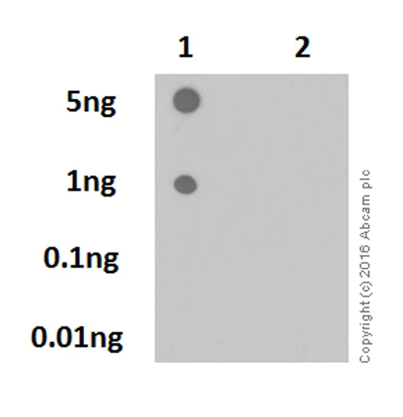 Dot Blot - Anti-Rb (phospho S780) antibody [EPR17624] - BSA and Azide free (AB250774)