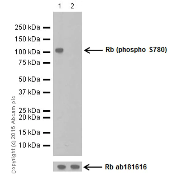 Western blot - Anti-Rb (phospho S780) antibody [EPR17624] - BSA and Azide free (AB250774)
