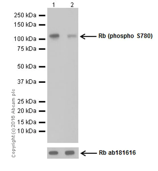 Western blot - Anti-Rb (phospho S780) antibody [EPR17624] - BSA and Azide free (AB250774)