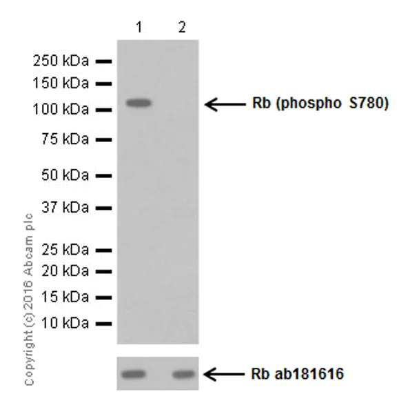 Western blot - Anti-Rb (phospho S780) antibody [EPR17624] - BSA and Azide free (AB250774)