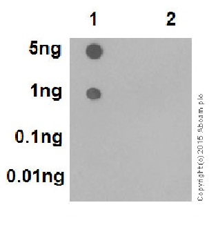 Dot Blot - Anti-Rb (phospho S780) antibody [EPR182(N)] (AB173289), expandable thumbnail
