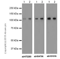 Western blot - Anti-Rb (phospho S780) antibody [EPR182(N)] (AB173289)