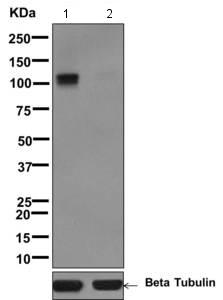 Western blot - Anti-Rb (phospho S780) antibody [EPR182(N)] (ab173289), expandable thumbnail