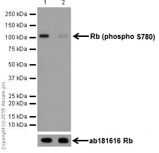 Western blot - Anti-Rb (phospho S780) antibody [EPR182(N)] (AB173289), expandable thumbnail