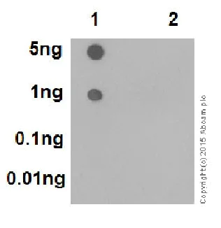 Dot Blot - Anti-Rb (phospho S780) antibody [EPR182(N)] - BSA and Azide free (AB240174)