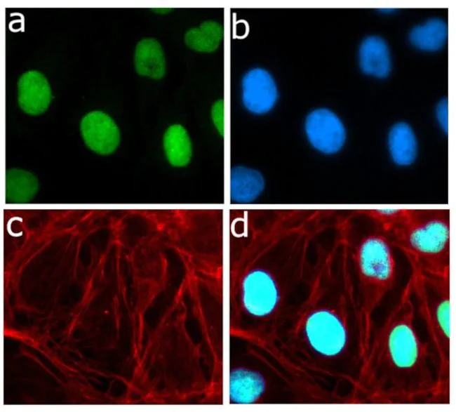 Immunocytochemistry/ Immunofluorescence - Anti-Rb (phospho S780) Antibody [RP23040067] (AB313406)