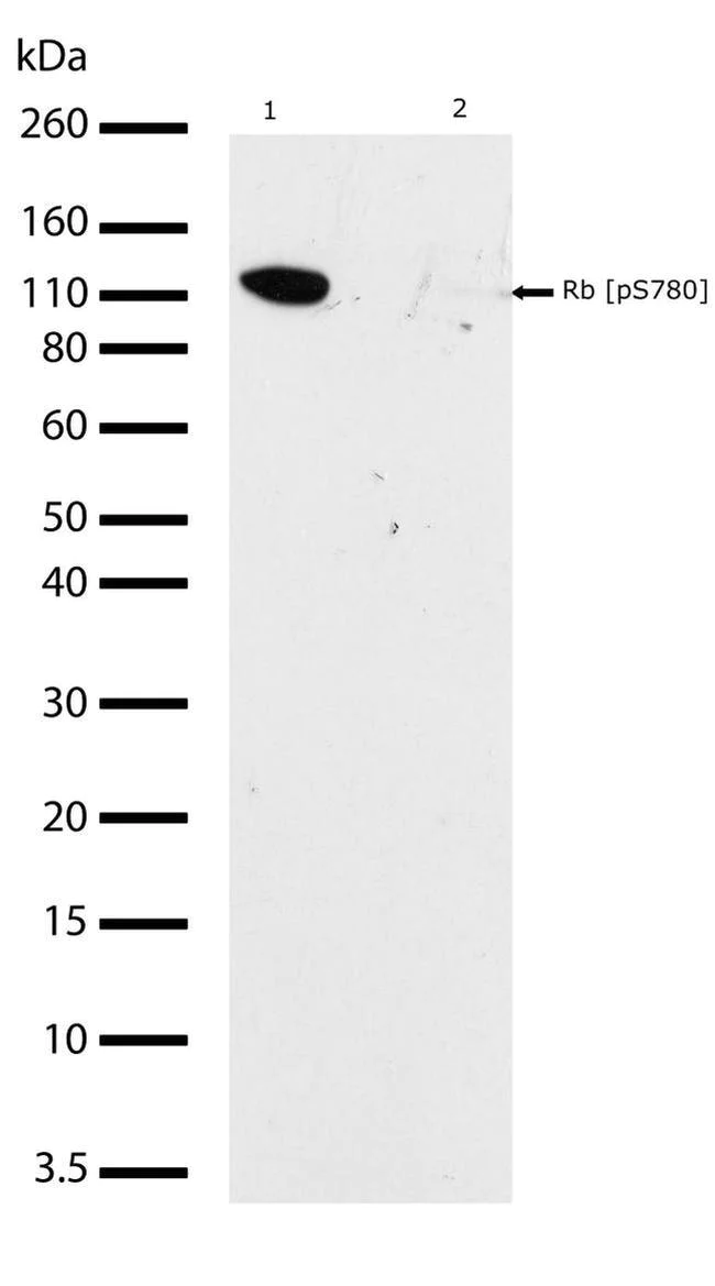 Western blot - Anti-Rb (phospho S780) Antibody [RP23040067] (AB313406)