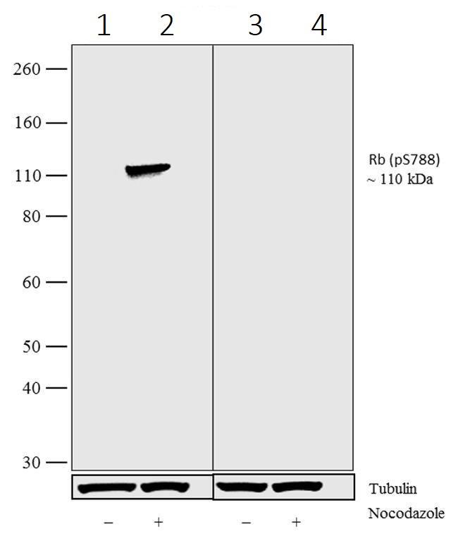 Western blot - Anti-Rb (phospho S788) antibody [6HCLC] (AB277775), expandable thumbnail