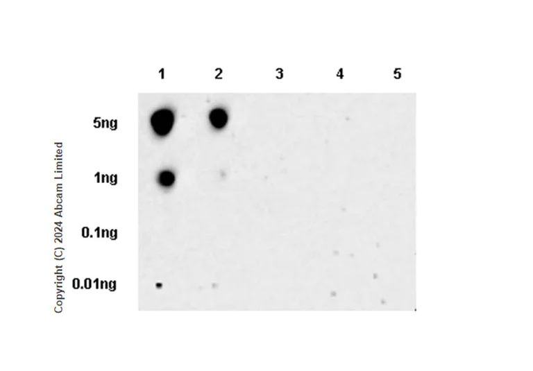 Dot Blot - Anti-Rb (phospho S795) antibody [EPR28156-6] - BSA and Azide free (AB321975)