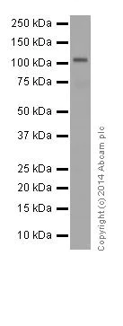 Western blot - Anti-Rb (phospho S807) antibody [EPR17732] (AB184796)