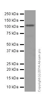 Western blot - Anti-Rb (phospho S807) antibody [EPR17732] (AB184796)