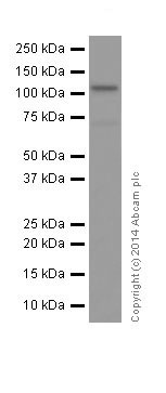 Western blot - Anti-Rb (phospho S807) antibody [EPR17732] (ab184796), expandable thumbnail