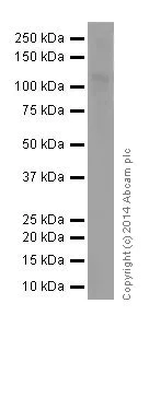 Western blot - Anti-Rb (phospho S807) antibody [EPR17732] (AB184796)