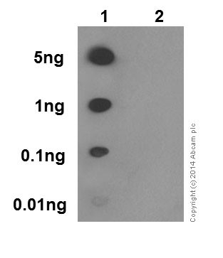 Dot Blot - Anti-Rb (phospho S807) antibody [EPR17732] - BSA and Azide free (ab215530), expandable thumbnail