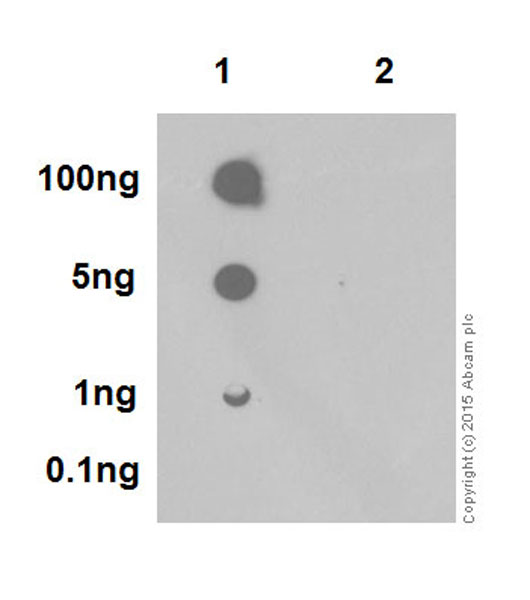 Dot Blot - Anti-Rb (phospho T252) antibody [EPR17733] (AB184797), expandable thumbnail