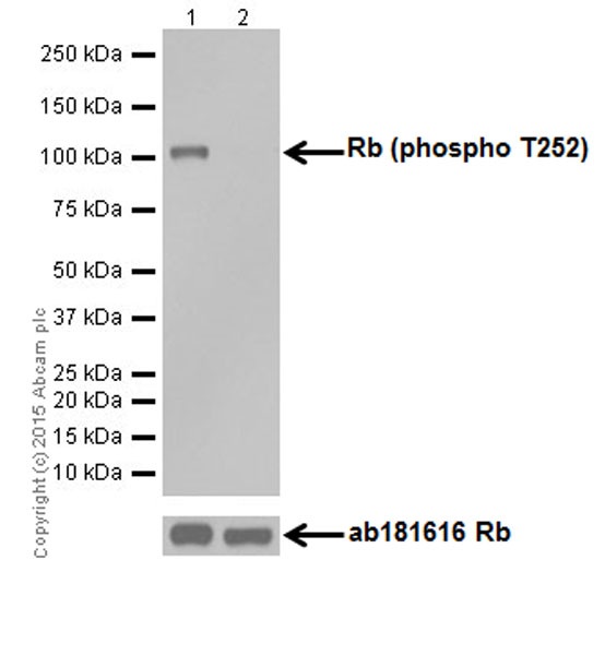 Western blot - Anti-Rb (phospho T252) antibody [EPR17733] (AB184797), expandable thumbnail