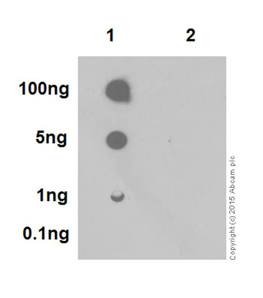 Dot Blot - Anti-Rb (phospho T252) antibody [EPR17733] - BSA and Azide free (AB250779)
