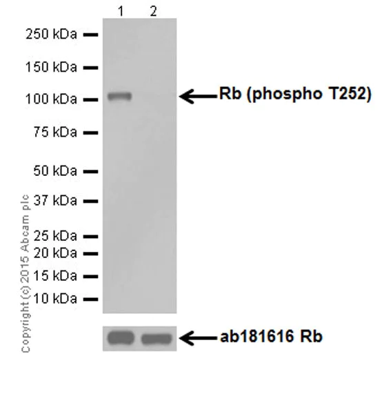 Western blot - Anti-Rb (phospho T252) antibody [EPR17733] - BSA and Azide free (AB250779)