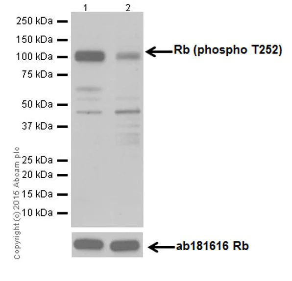 Western blot - Anti-Rb (phospho T252) antibody [EPR17733] - BSA and Azide free (AB250779)