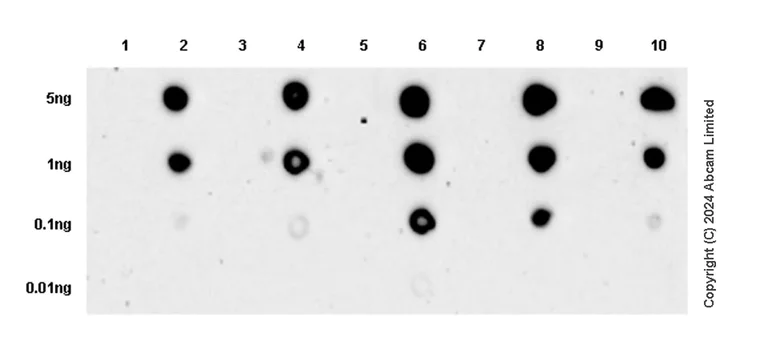 Dot Blot - Anti-Rb (phospho T252 + T356 + S608 + S780 + S807) antibody [RM1144] (AB320747)
