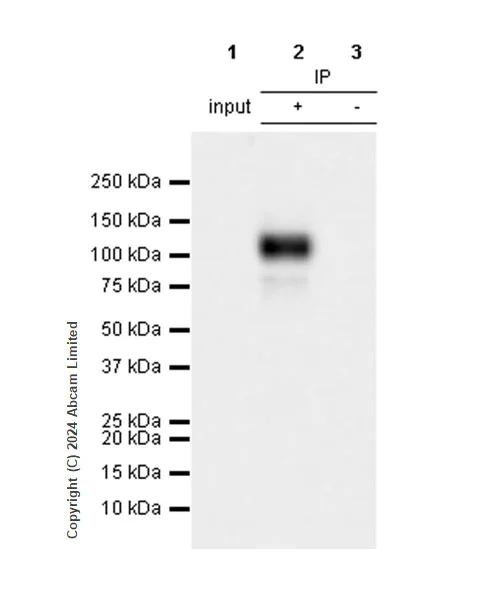 Immunoprecipitation - Anti-Rb (phospho T252 + T356 + S608 + S780 + S807) antibody [RM1144] (AB320747)