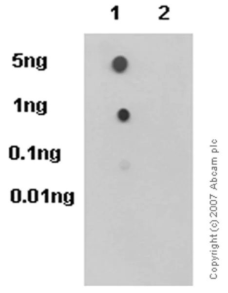 Dot Blot - Anti-Rb (phospho T356) antibody [EPR2153AY] - BSA and Azide free (AB247461)